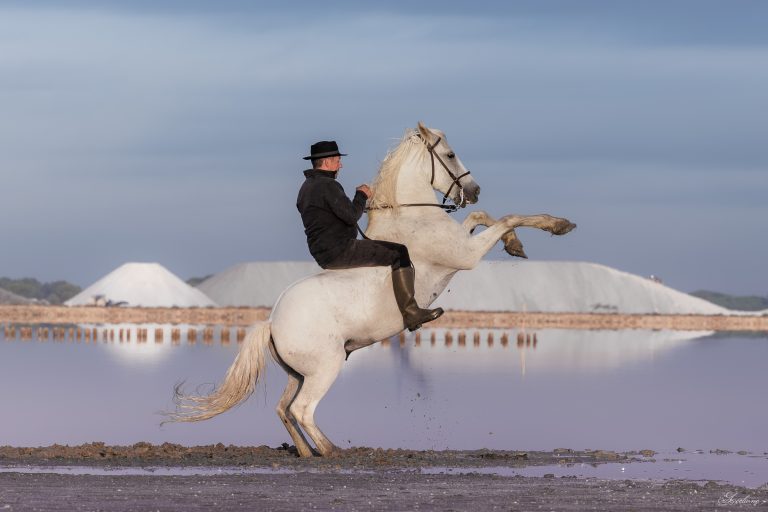 La Camargue, là où j&rsquo;ai rencontré la liberté.